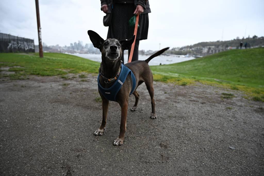 Mexican Hairless Dog