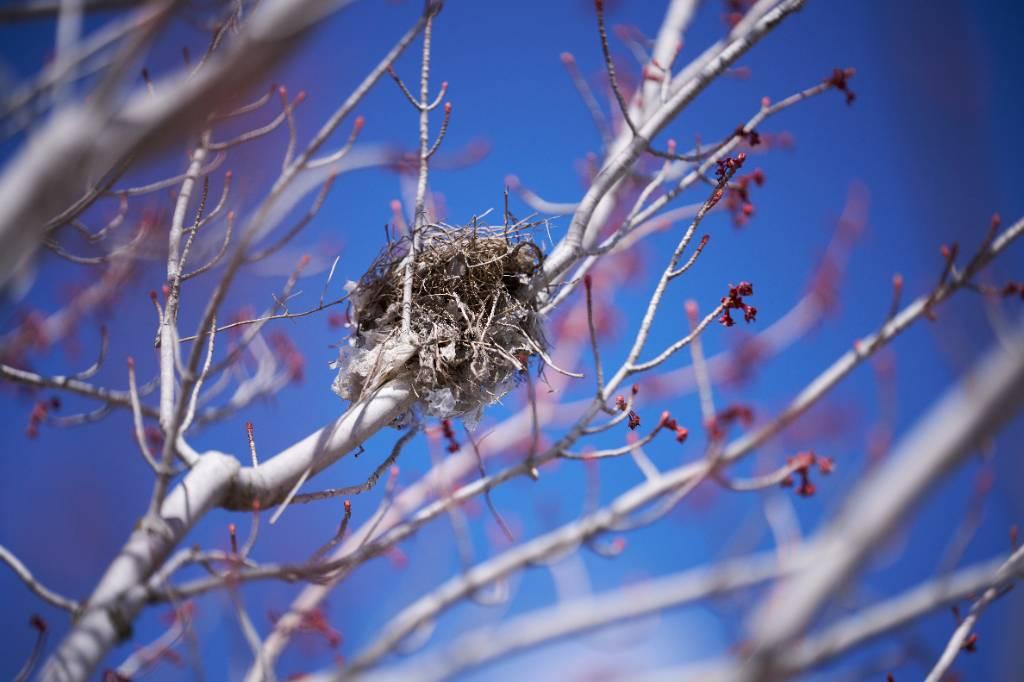 Beauty Of Nest